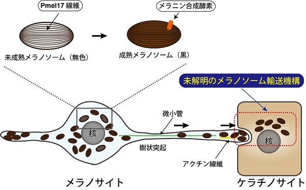 メラニン