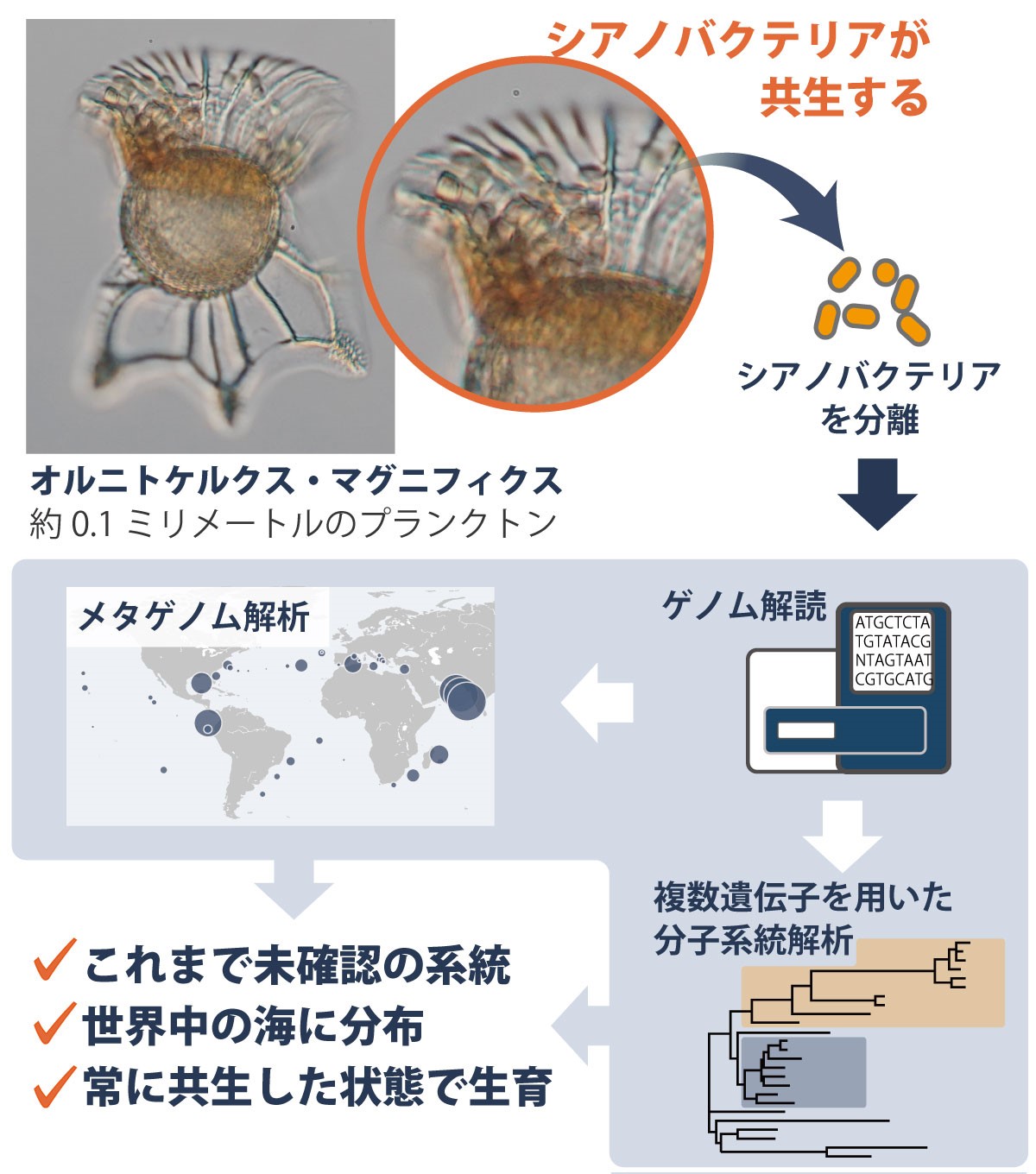 ゲノム解析